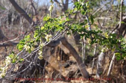Inflorescences du Tamarin de l'Inde