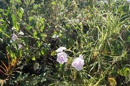 Ipomea rosea ou arborea- Convolvulacée - exo