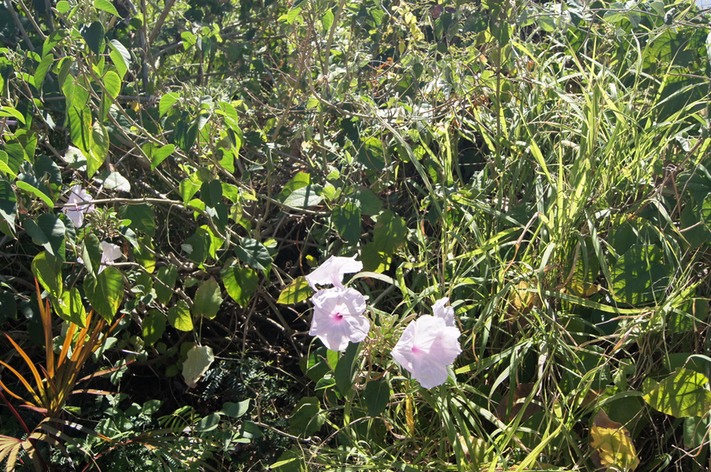 Ipomea rosea ou arborea- Convolvulacée - exo