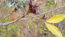 Jeunes feuilles du Bois de gaulette des bas