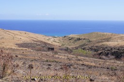 La savane de Saint Paul