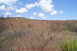 La savane