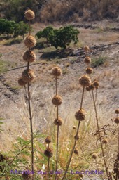 Monte au ciel - Leonotis