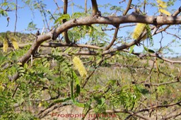 Prosopis juliflora