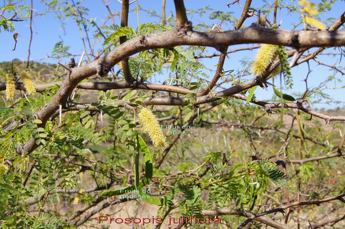 Prosopis juliflora