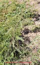 Sesbania bispinosa - Fabacée - exo