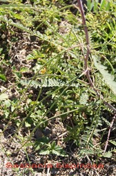 Sesbania bispinosa