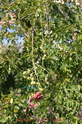 Tamarin de l'Inde avec fruits