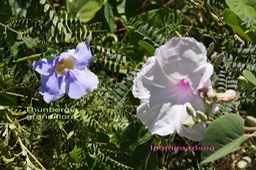 Thunbergia et Ipomea