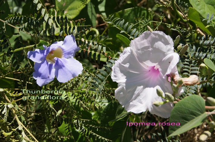 Thunbergia et Ipomea