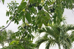 Ylang-ylang