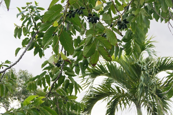 Ylang-ylang