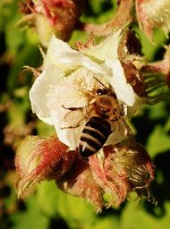 Abeille sur Rubus alcaeifolius (4)