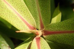 Badula grammisticta (1)