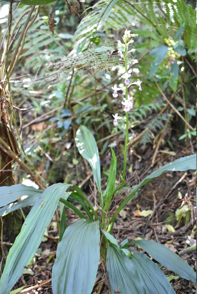 Calanthe sylvatica - EPIDENDROIDEAE - Indigène Réunion_MB2_2129