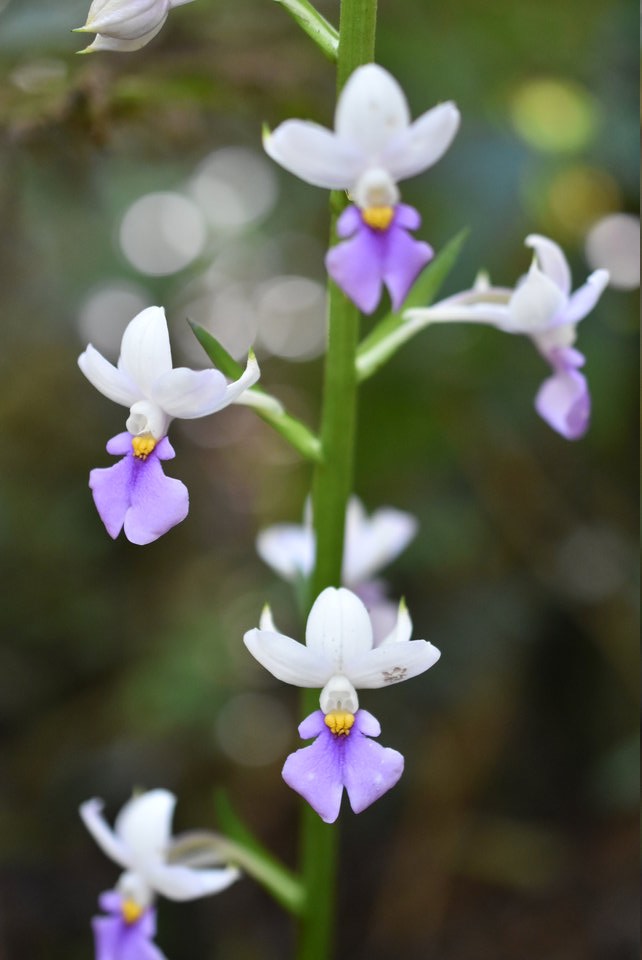 Calanthe sylvatica - EPIDENDROIDEAE - Indigène Réunion_MB2_2130