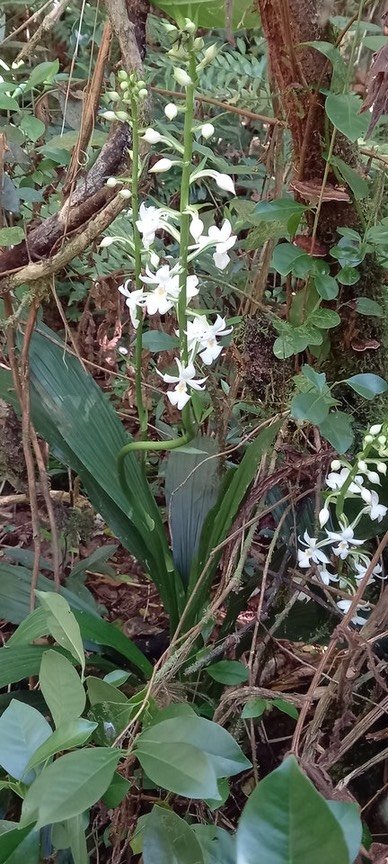 Calanthe sylvatica - EPIDENDROIDEAE - Indigène Réunion_110245