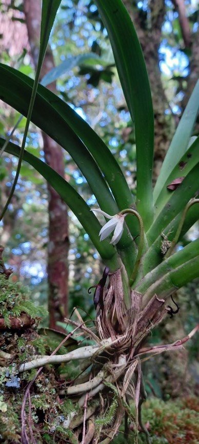 Jumellea triquetra - EPIDENDROIDEAE - Endémique Réunion