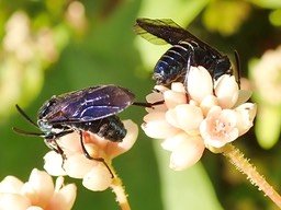 Mouche bleue sur Persicaria chinenses (3)