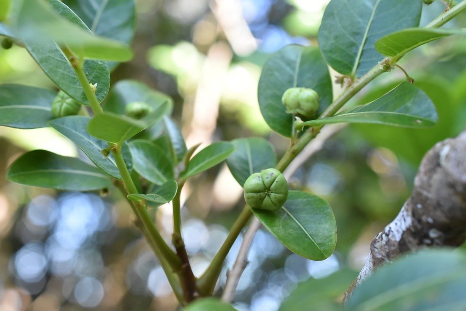 Phyllanthus phillyreifolius - Bois de négresse - PHYLLANTACEAE - Endémique Réunion, Maurice
