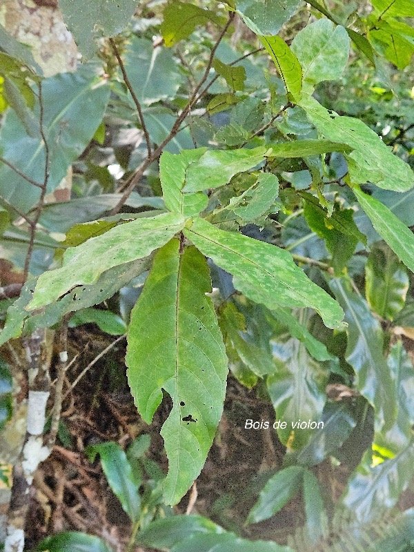  Acalypha integrifolia Bois de violon Eu phorbiaceae Indigène La Réunion 20.jpeg