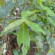  Acalypha integrifolia Bois de violon Eu phorbiaceae Indigène La Réunion 20.jpeg