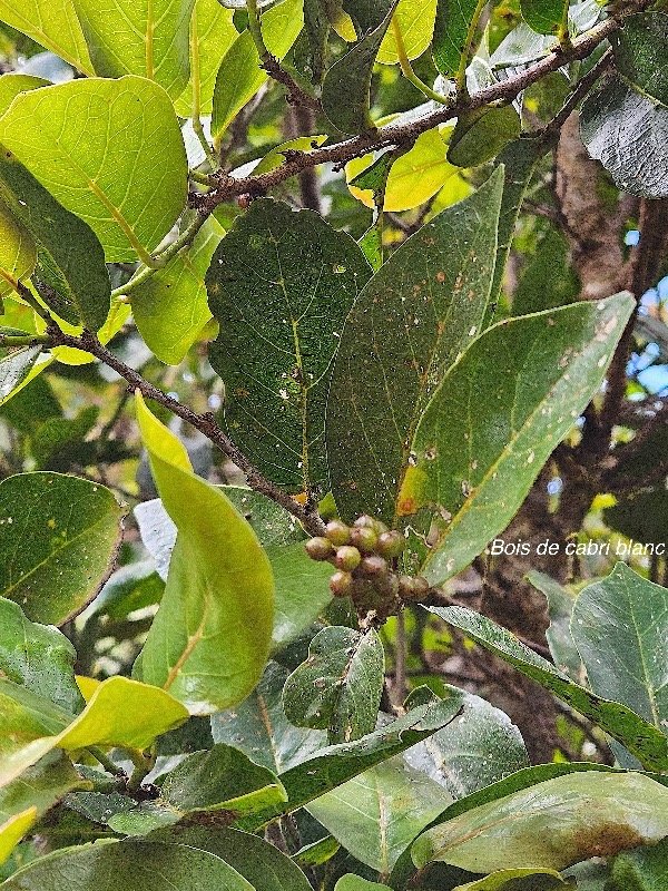  Antidesma madagascariense Bois de cabri blan c Phyllanthaceae Indigène La Réunion 41.jpeg