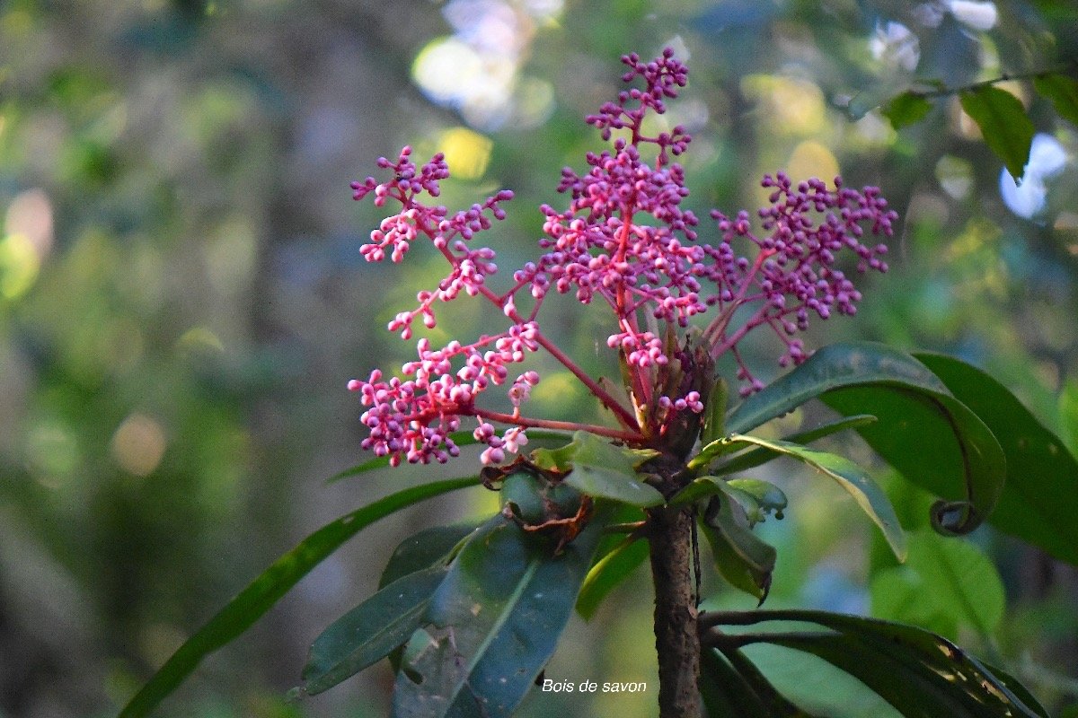  Badula borbonica Bois de savon Primul aceae Endémique La Réunion 4178.jpeg