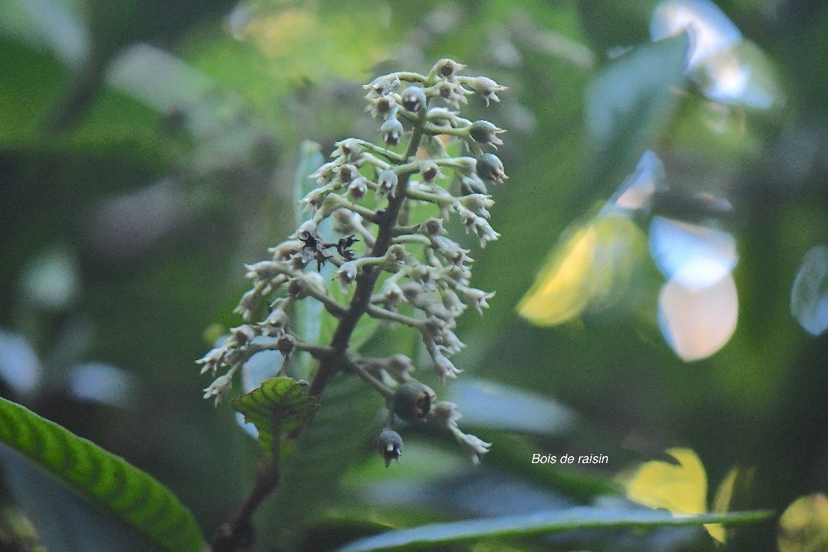  Bertiera rufa Bois de raisin Rubiac eae Endémique La Réunion 4179.jpeg