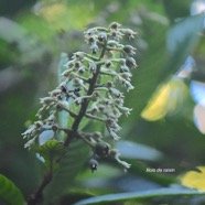  Bertiera rufa Bois de raisin Rubiac eae Endémique La Réunion 4179.jpeg