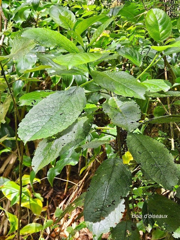  Claoxylon  grandifolium Bois d'oiseaux  Eu phorbiaceae  Indigène  La Réunion 37.jpeg
