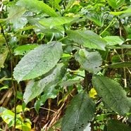  Claoxylon  grandifolium Bois d'oiseaux  Eu phorbiaceae  Indigène  La Réunion 37.jpeg