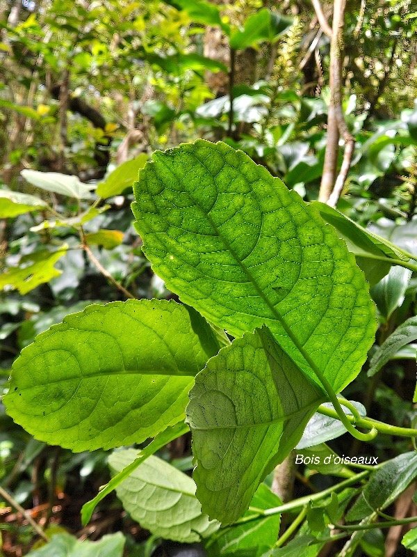  Claoxylon grandifolium ? Bois d'oiseaux  Euphorbiaceae Indigène La Réunion .jpeg
