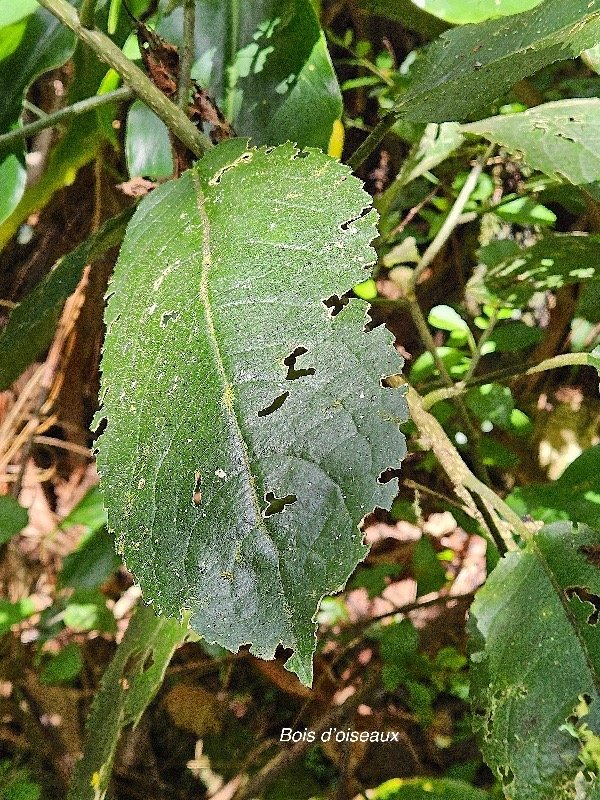  Claoxylon grandifolium ? Bois d'oiseaux Euphorbiaceae Indigène La Réunion 53.jpeg
