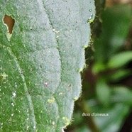  Claoxylon grandifolium Bois d'oiseaux Eu phorbiaceae Indigène La Réunion 49.jpeg