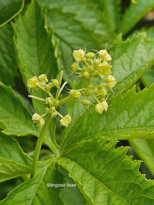  Cyclanthera pedata Margose liss e Cucurbitaceae Cultivé 39.jpeg