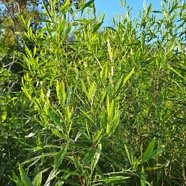  Dodonaea viscosa Bois d'arnette  Sap indaceae Indigène La Réunion 57.jpeg