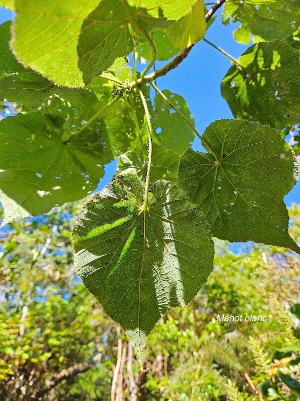  Dombeya ciliata Mahot blanc Malva ceae Endémique La Réunion 50.jpeg
