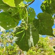  Dombeya ciliata Mahot blanc Malva ceae Endémique La Réunion 50.jpeg