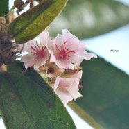  Dombeya punctata Mahot Malvaceae  Endémique La Réunion 4188.jpeg