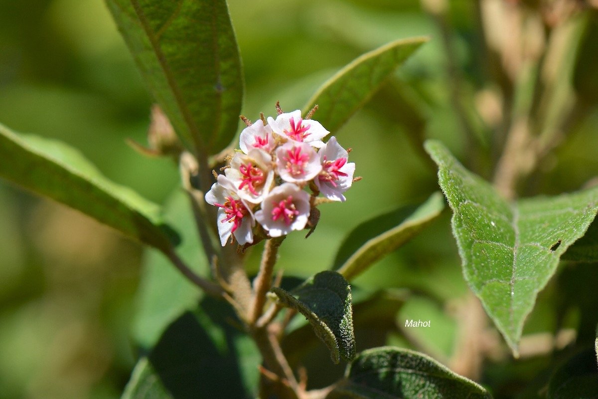  Dombeya punctata Mahot Malvaceae  Endémique La Réunion 4203.jpeg