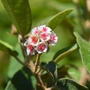  Dombeya punctata Mahot Malvaceae  Endémique La Réunion 4203.jpeg