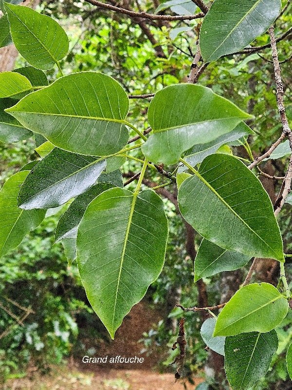  Ficus densifolia Grand affouche Moracea e Endémique La Réunion, Maurice 1.jpeg