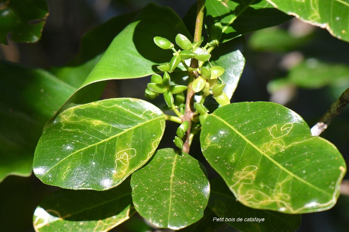  Melicope borbonica Petit bois de catafaye Rutaceae Endémique La Réunion 4185.jpeg