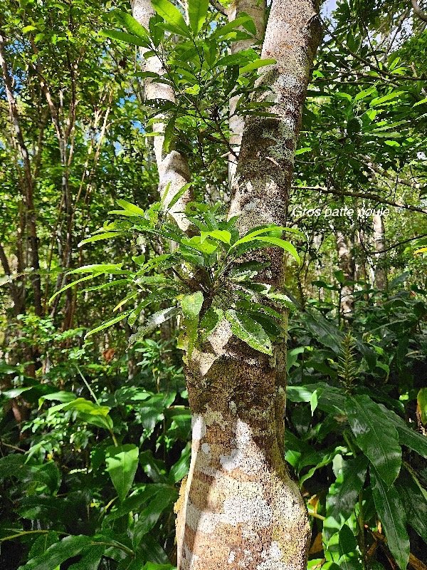  Melicope obtusifolia Gros patte poule Ruta ceae Endémique La Réunion, Maurice 52.jpeg