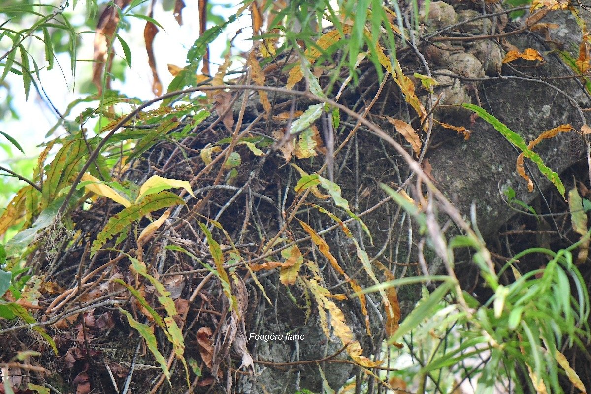  Oleandra distenta Fouge?re liane Olean draceae Indigène La Réunion 4218.jpeg