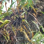  Oleandra distenta Fouge?re liane Olean draceae Indigène La Réunion 4218.jpeg