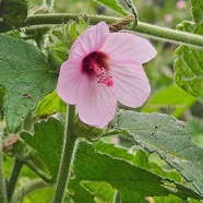  Pavonia urens Malvaceae Sténonaturalisé 3.jpeg
