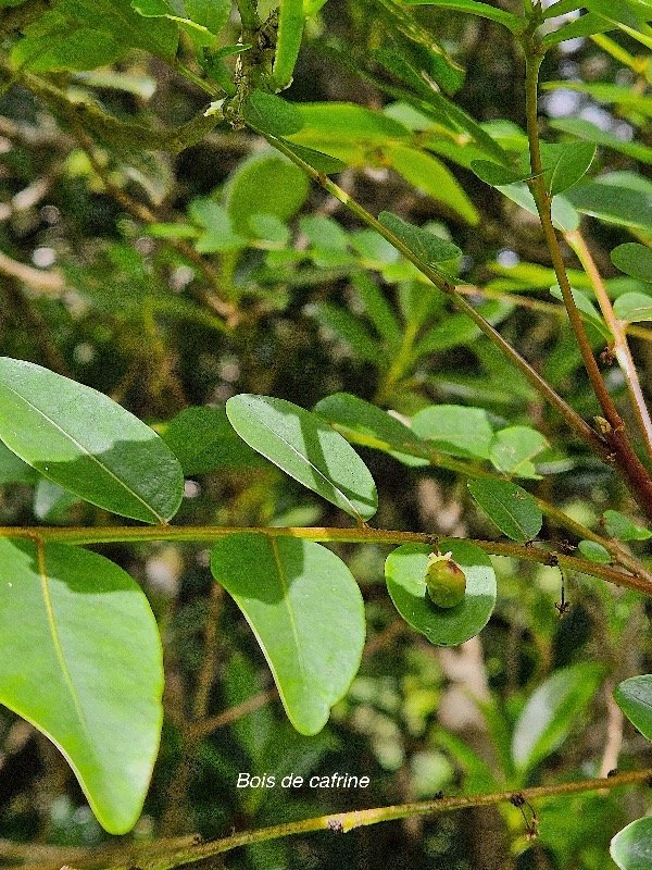  Phyllanthus phillyreifolius Bois de cafrine Phyl lanthaceae Endémique La Réunion, Maurice 9.jpeg
