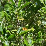  Pittosporum senacia Bois de joli coeur Pit tosporaceae Indigène La Réunion 4195.jpeg